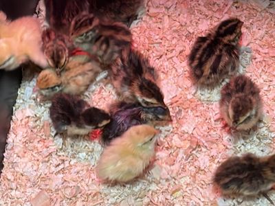 Coturnix Quail Chicks