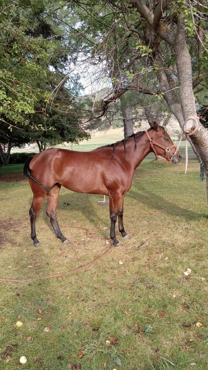 3 years old green bay mare