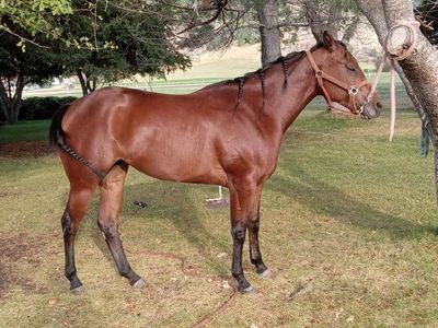 3 years old green bay mare