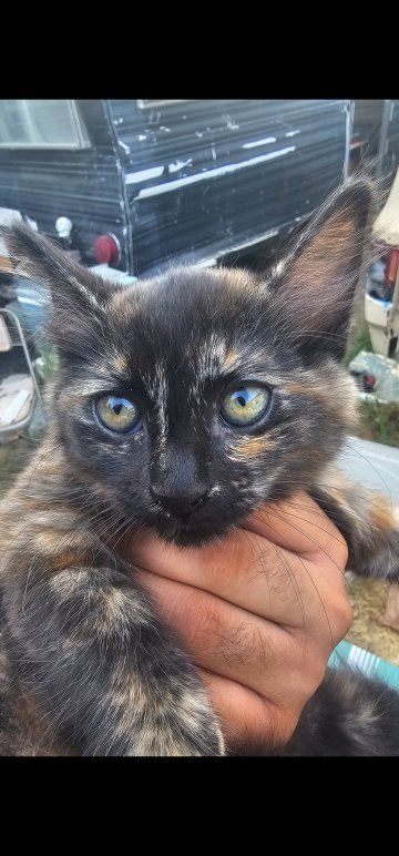 super adorable kitten.