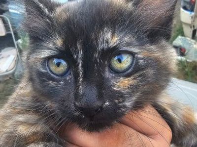 super adorable kitten.
