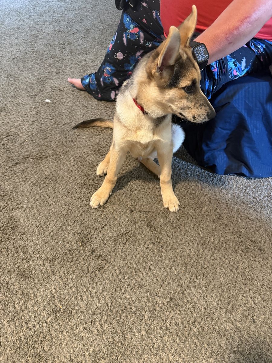 7 -8 month old puppy . I was told he was German shepherd and husky
