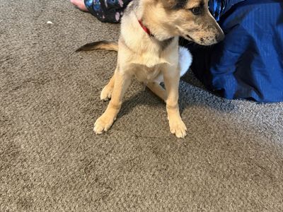 7 -8 month old puppy . I was told he was German shepherd and husky