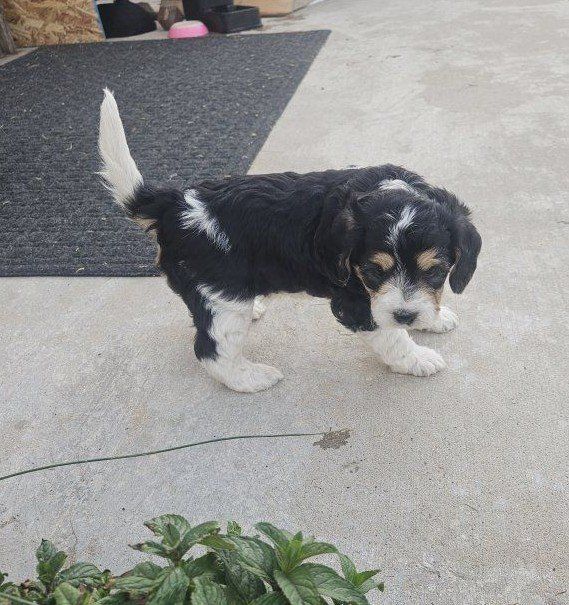 Cavapoo Doxiepoo Puppy - Black & White, Hypoallergenic Potential