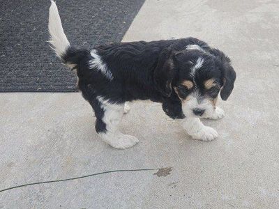 Cavapoo Doxiepoo Puppy - Black & White, Hypoallergenic Potential