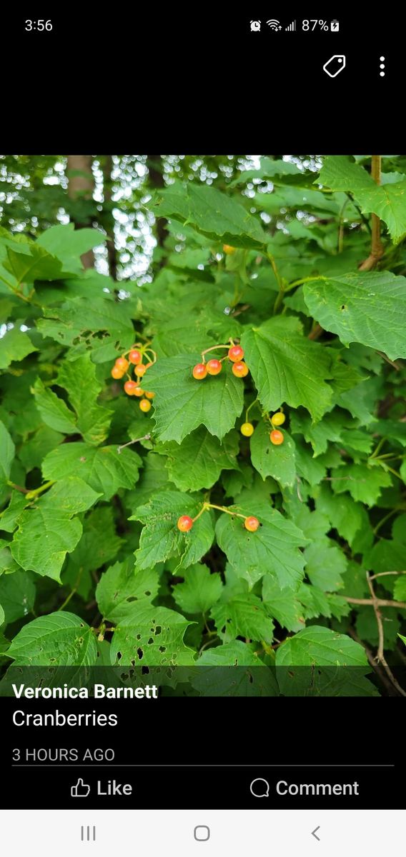 Come enjoy learn in  Cooler Food Forest with less water than a lawn