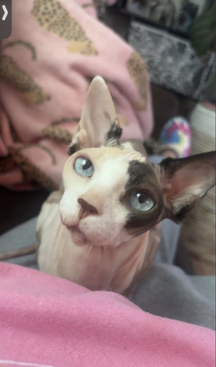 Sphynx Female Cats - Adorable Blue and Green Eyed Sister Pair (Can Be Adopted Separately)