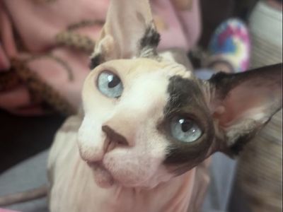 Sphynx Female Cats - Adorable Blue and Green Eyed Sister Pair (Can Be Adopted Separately)