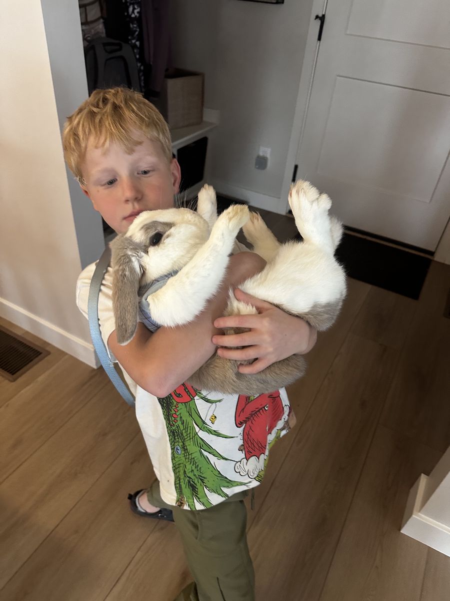 Nuetered Male Lop - Free