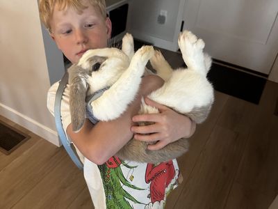 Nuetered Male Lop - Free