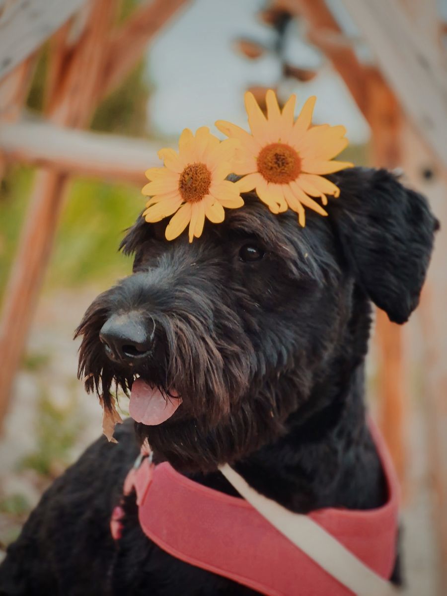 Friendly Giant Schnauzer 