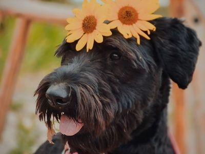 Friendly Giant Schnauzer