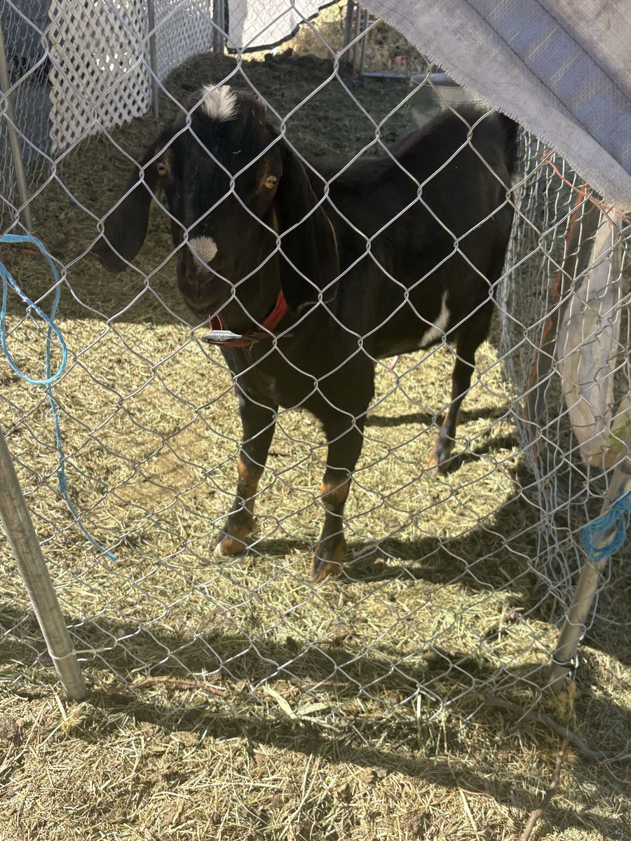 Nubian goat for stud