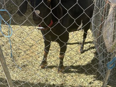 Nubian goat for stud