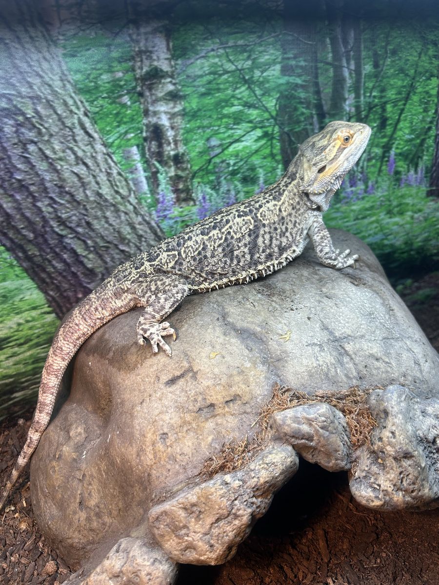 Bearded dragon