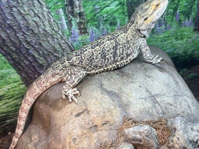 Bearded dragon
