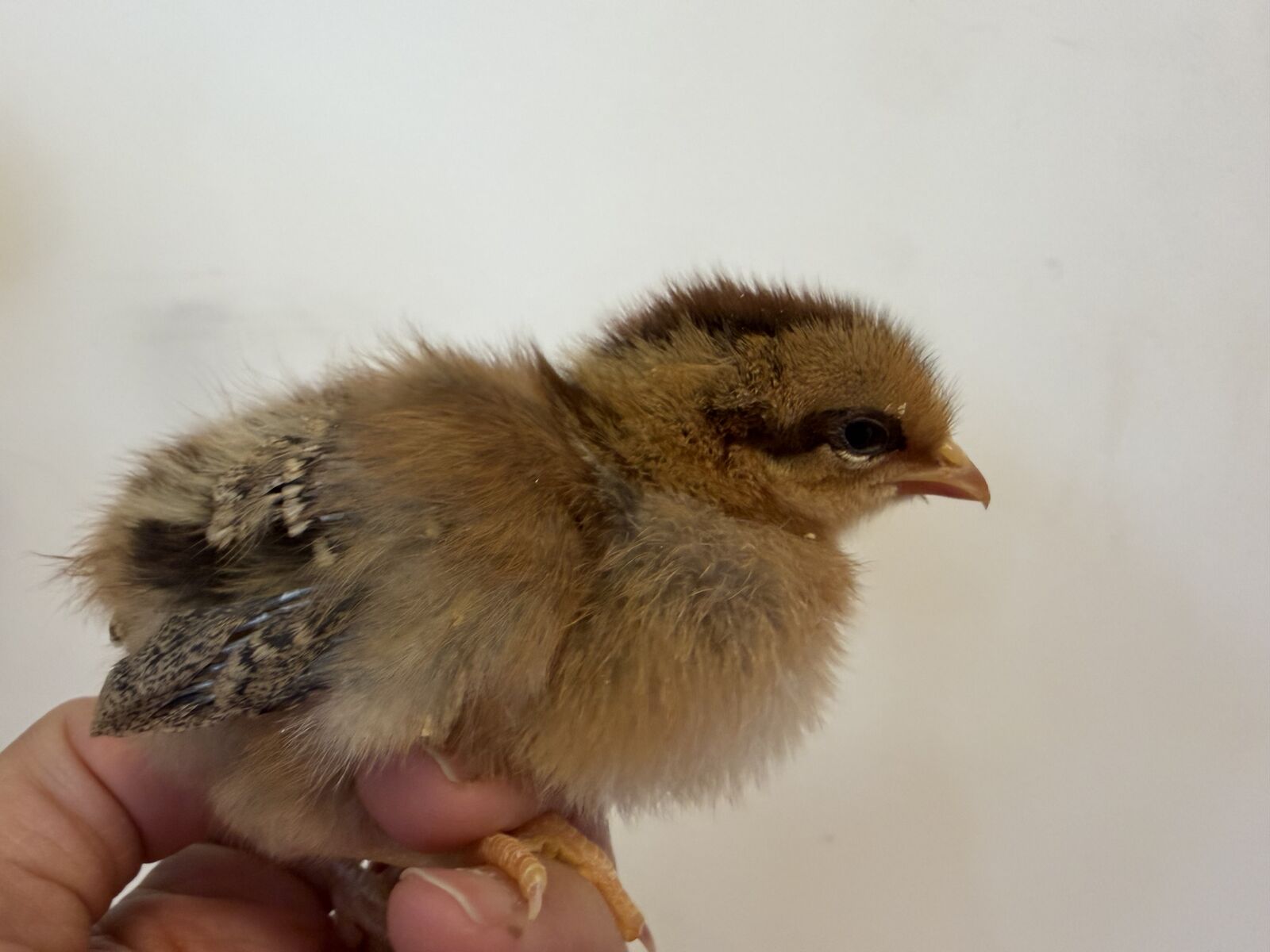 Welsummers chicks sexed pullets