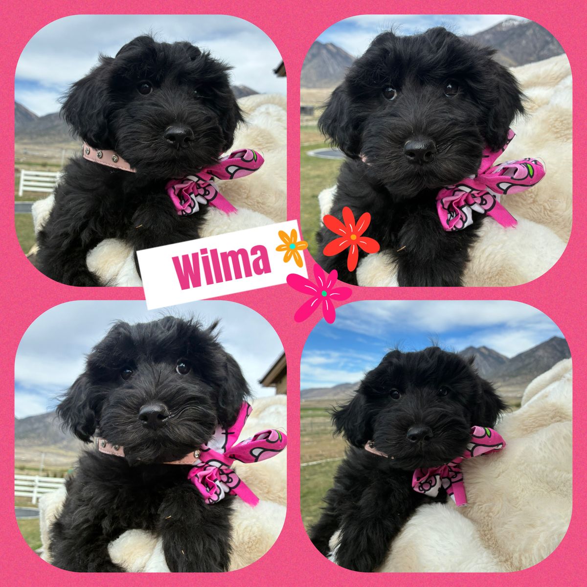 Hypoallergenic Mini Whoodles