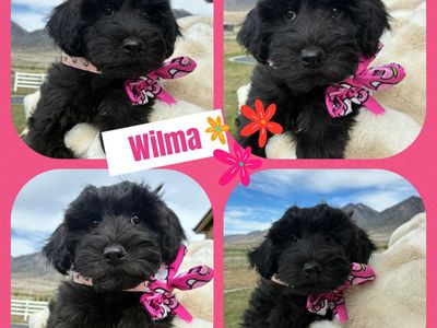 Hypoallergenic Mini Whoodles