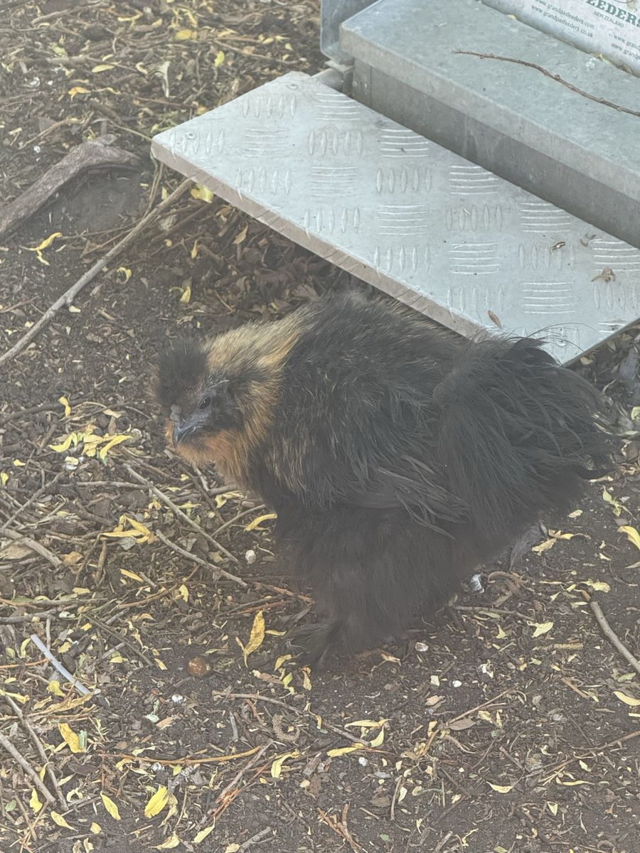 Silkie Roo