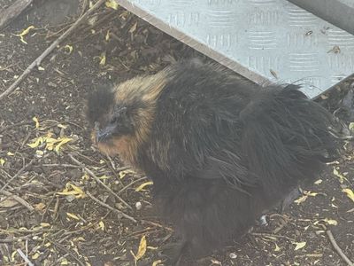 Silkie Roo