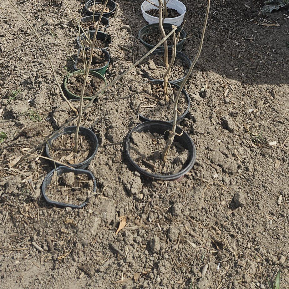 Ash/ silver msple hardwood starts 2- 5 foot tall