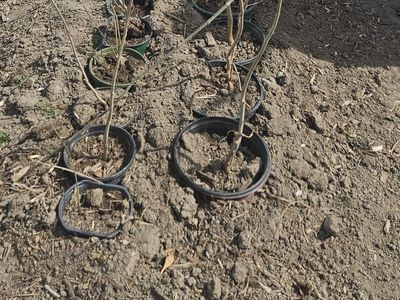 Ash/ silver msple hardwood starts 2- 5 foot tall