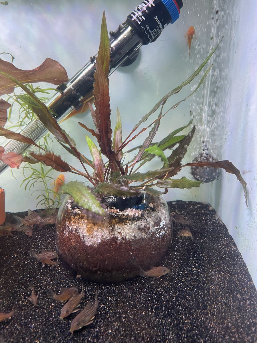Cryptocoryne Wendtii Green