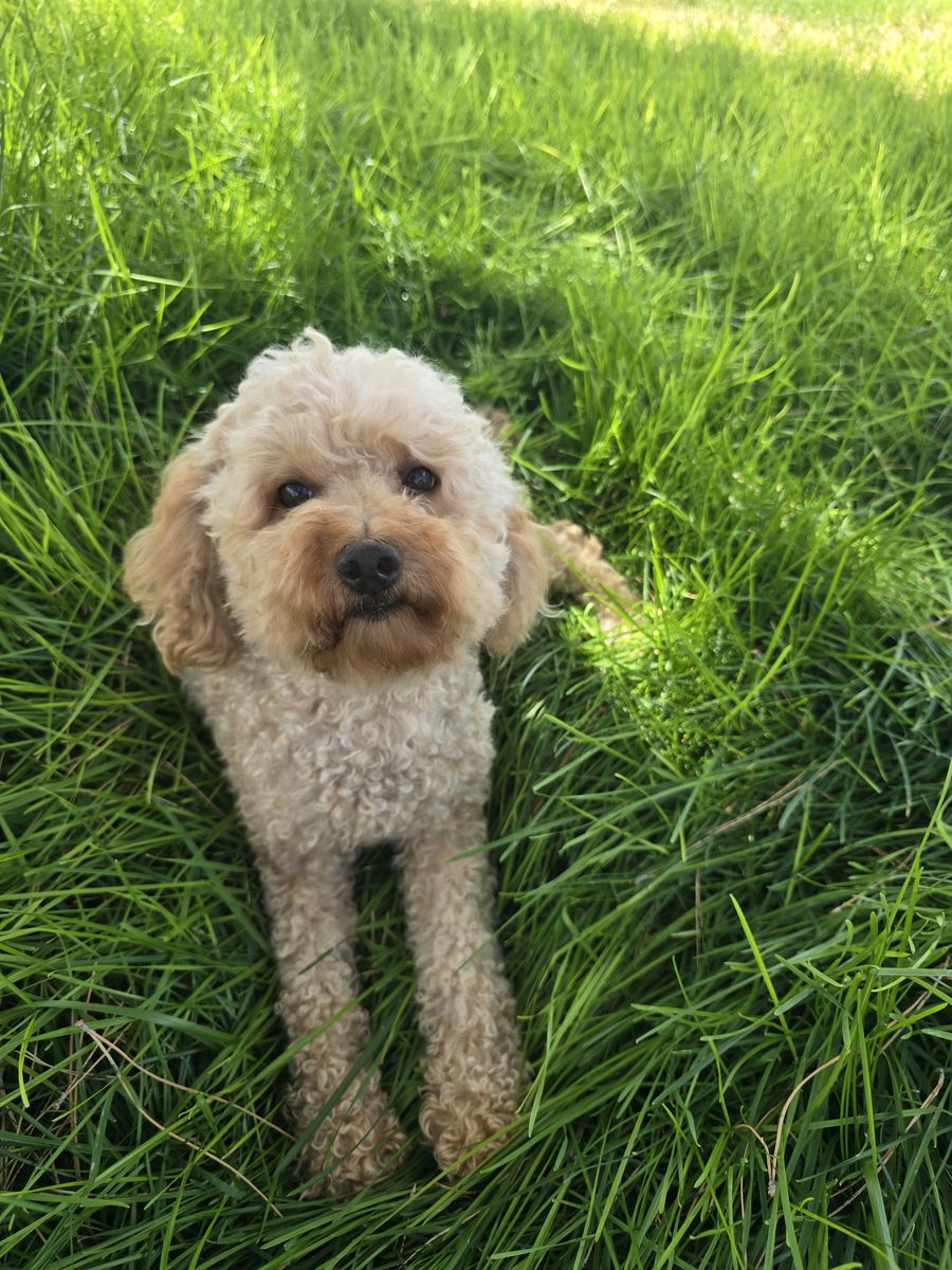 AKC Registered Female Poodle – 4 Years Old – 17 lbs – Health Tested