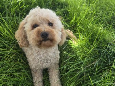 AKC Registered Female Poodle – 4 Years Old – 17 lbs – Health Tested