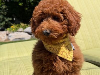 Deep Red Toy AKC poodle Boy