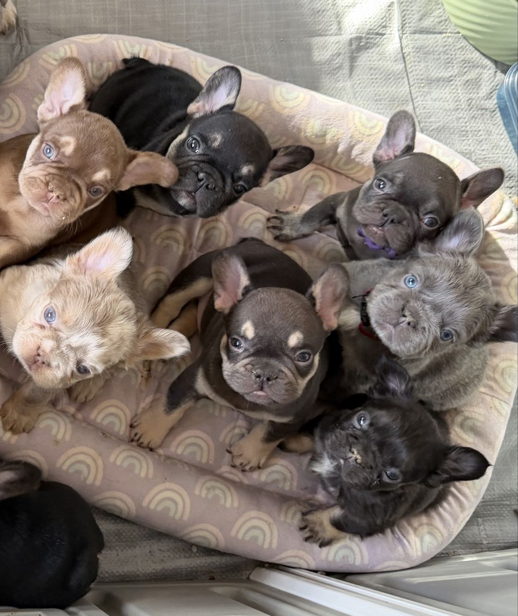 French Bulldog 1 left! HEALTH CLEAR,Isabella