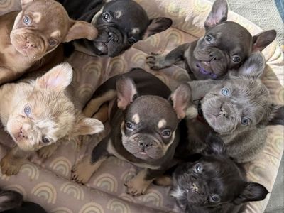 French Bulldog 1 left! HEALTH CLEAR,Isabella