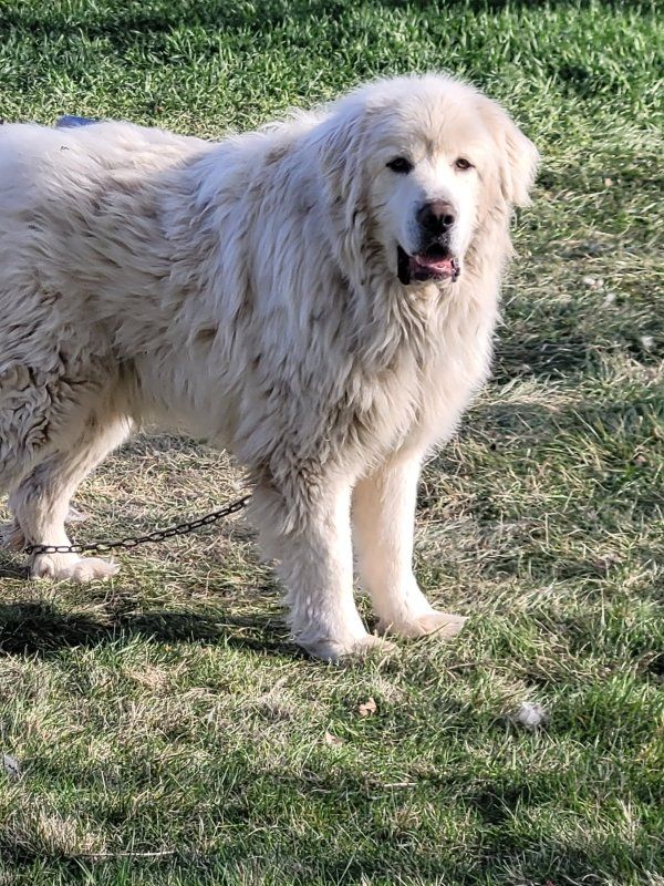 Dog, free to good home