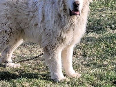 Dog, free to good home