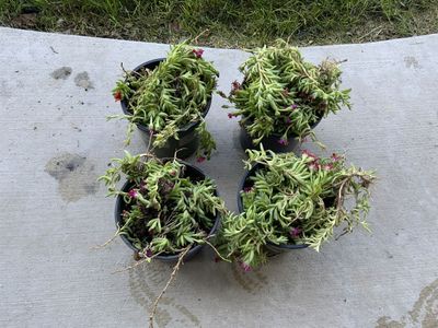 BEAUTIFUL “ICE PLANT” CLIPPINGS FOR SALE. COLOR: TANGERINE ORANGE & YELLOW. $25 EACH CONTAINER.