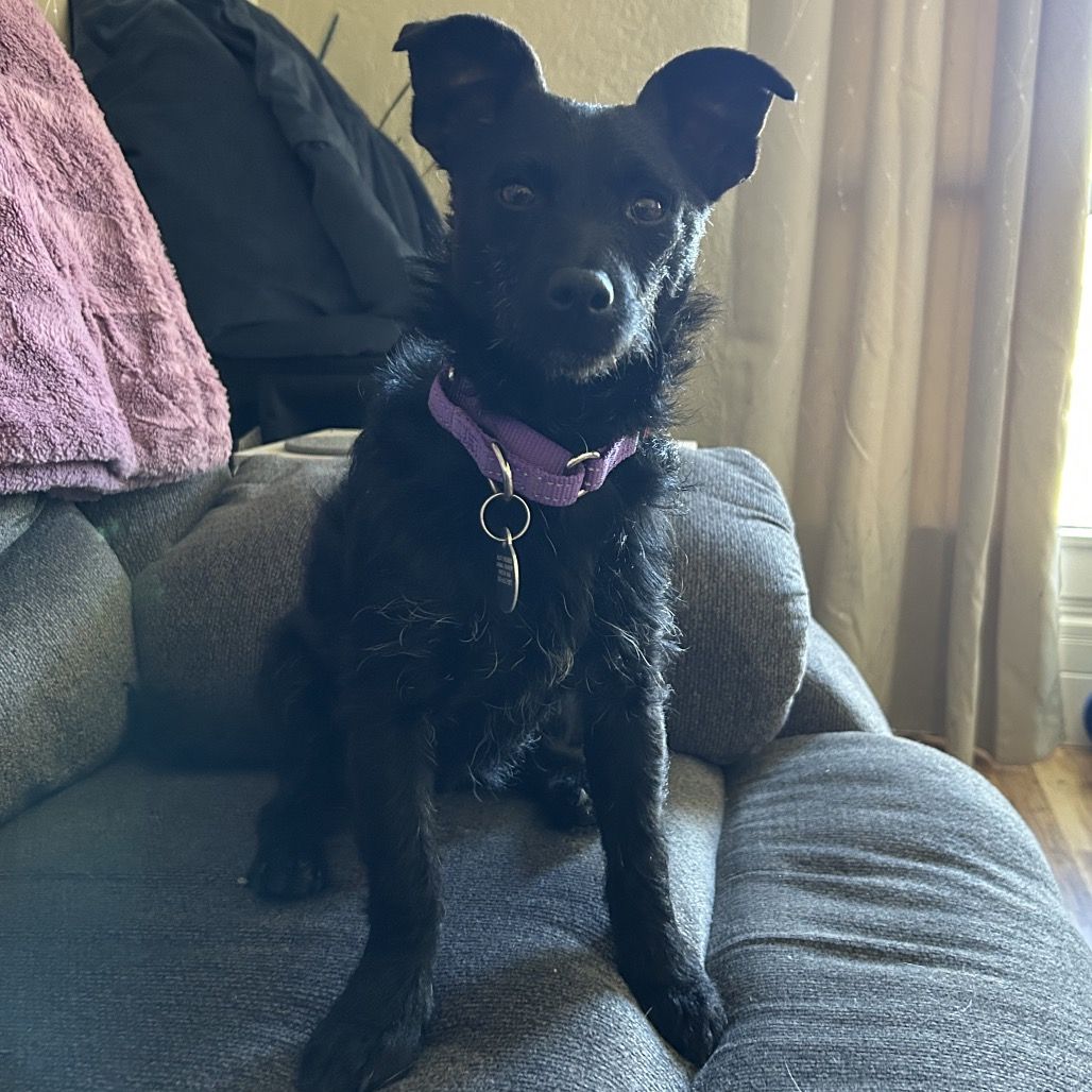 Hello my name is Hooch