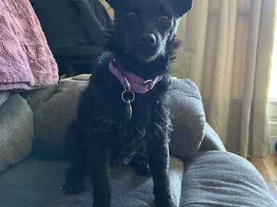 Hello my name is Hooch