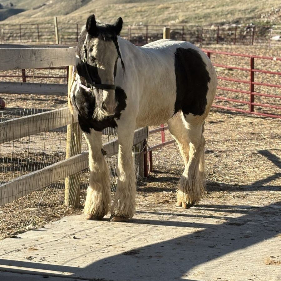Ranch hand / care taker