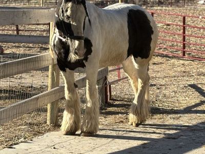 Ranch hand / care taker