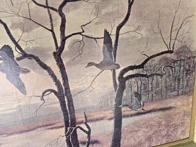 Framed Vintage Guy Coheleach Flying Ducks Wildlife Art Print