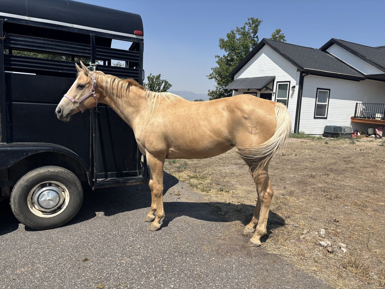 16yr Old Registered AQHA