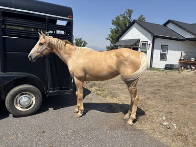 16yr Old Registered AQHA