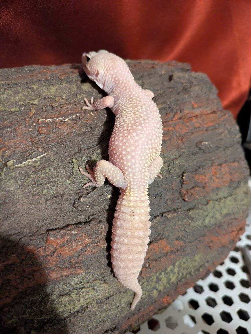 leopard gecko