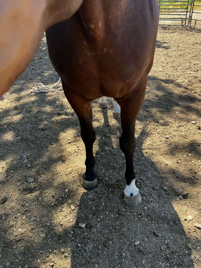Arabian 5 Year Old Gelding- Photo Soon
