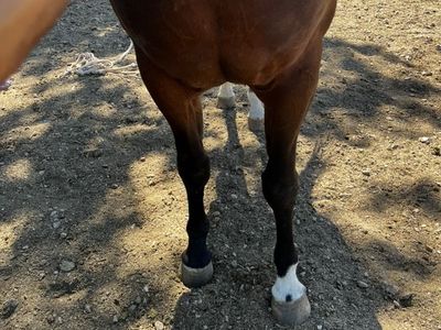 Arabian 5 Year Old Gelding- Photo Soon