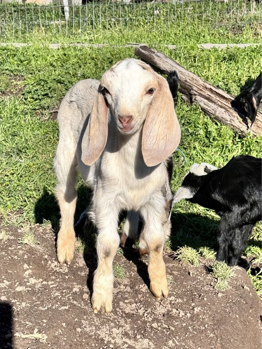 4 Full Nubian Doelings