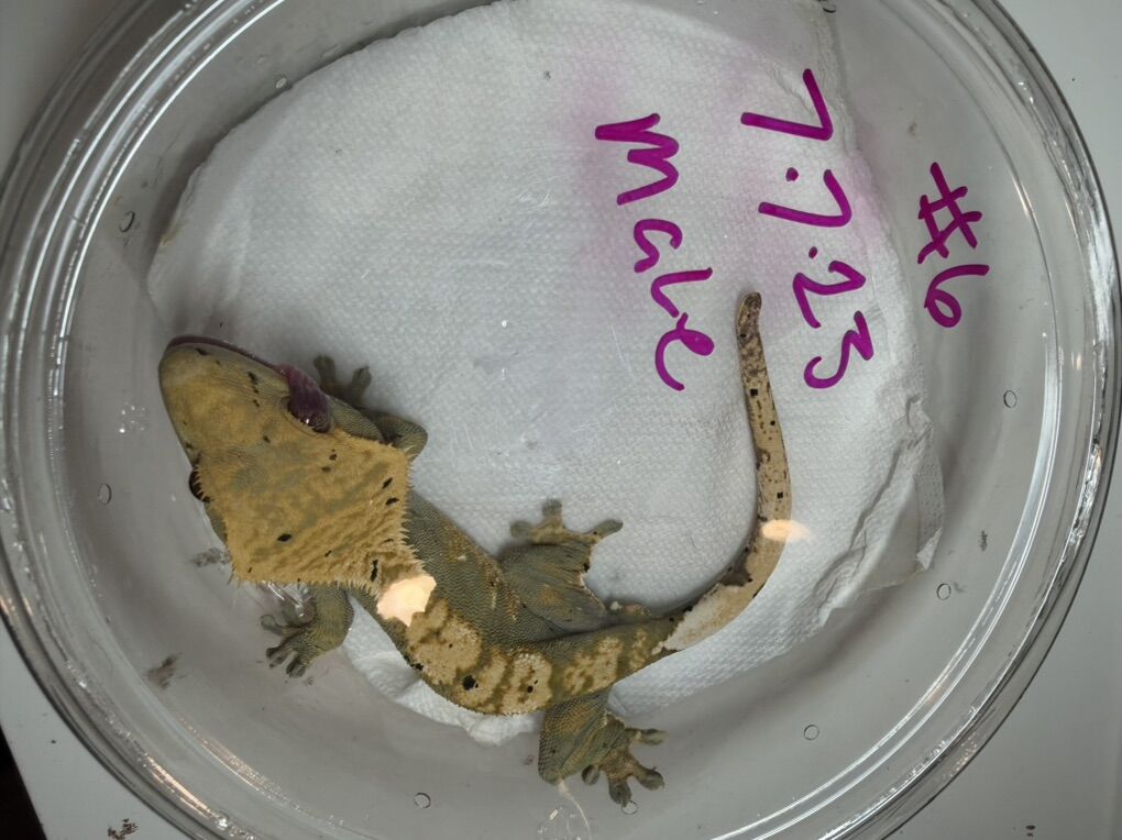 Male Crested Gecko