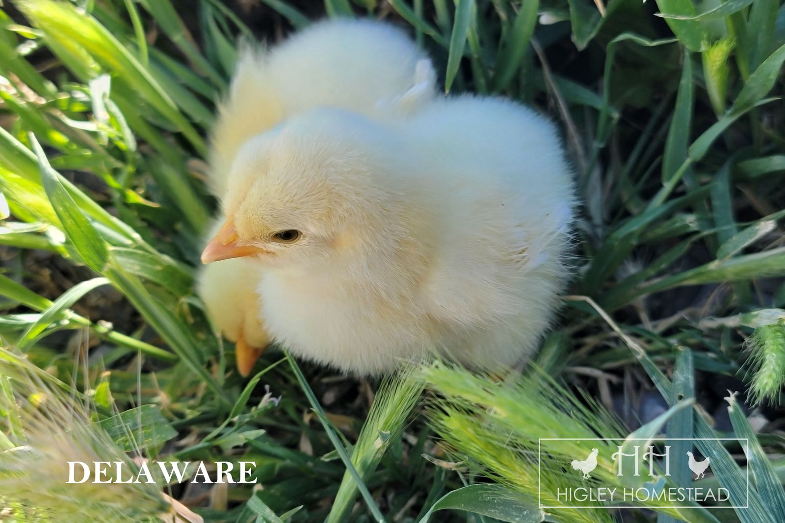 Chicks for Sale!