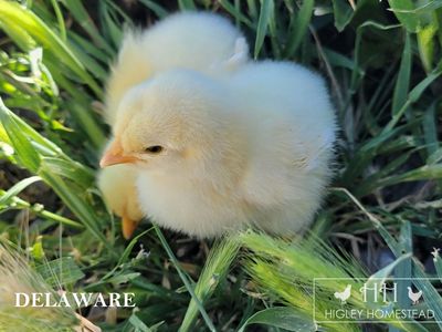 Chicks for Sale!